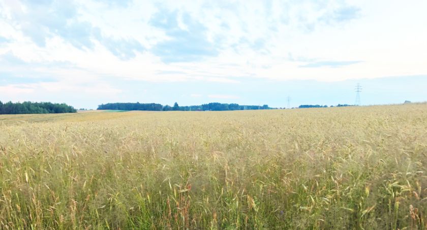 Podlaski Oddział Regionalny ARiMR informuje: trwa kontynuacja pomocy suszowej - pomoc krajowa dla producentów rolnych