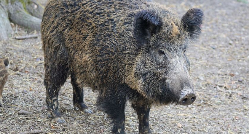 Afrykański pomór świń w gminie Piątnica