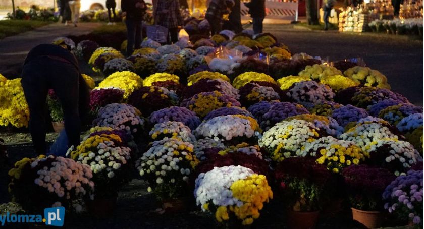 ARiMR zapłaci 20 zł za chryzantemę doniczkową i 3 zł za ciętą. Znamy szczegóły pomocy