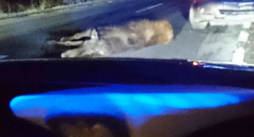 Pod Łomżą doszło dziś do dwóch zdarzeń drogowych z udziałem zwierząt!