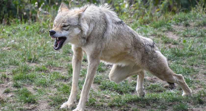 Wilk w okolicach Łomży! Zwierzę zagryzło co najmniej cztery psy