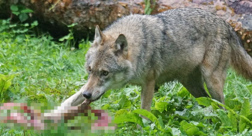 Gmina ostrzega przed wilkami!
