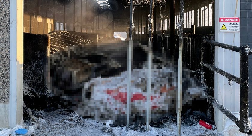 Tragedia koło Łomży. W nocnym pożarze zginęło ponad 100 krów! [FOTO]