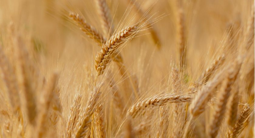 Dopłaty do materiału siewnego płyną na konta rolników