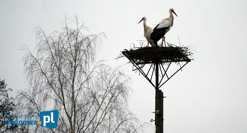 Pierwsze bociany już przyleciały - w parach lub samotnie! [FOTO]