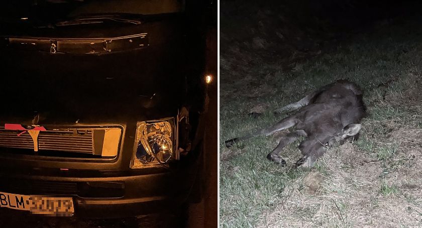 Duży bus kontra łoś. Zwierzę nie żyje! [FOTO]
