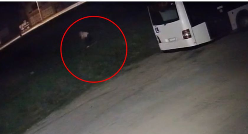 Pijany mężczyzna niszczył samochody! Nagrały go kamery monitoringu [VIDEO i FOTO]