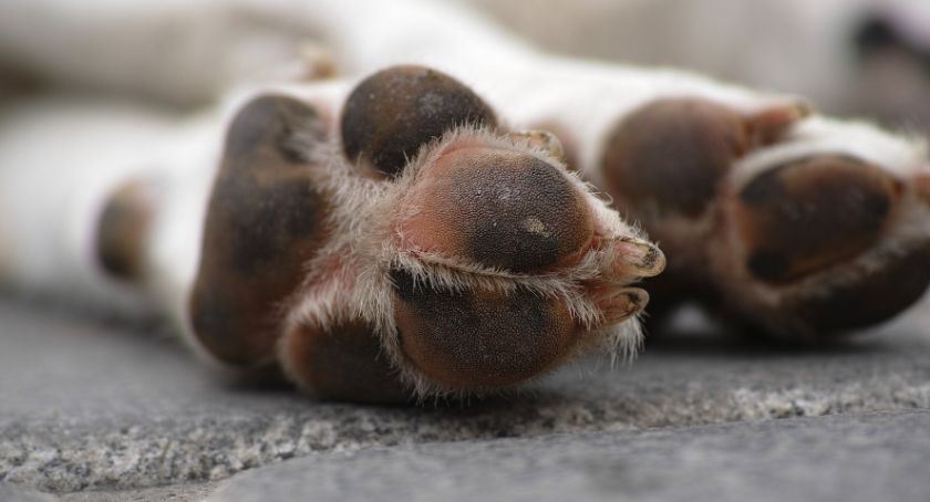 Do 3 lat więzienia za wyrzucenie szczeniaka z okna. Jest akt oskarżenia przeciwko mieszkańcowi Łomży