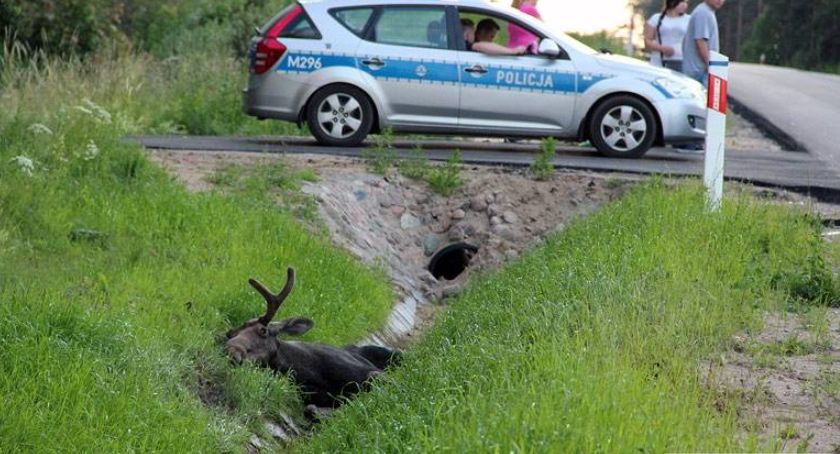 Tragedia na motocyklu! 45-latek nie żyje po zderzeniu z łosiem