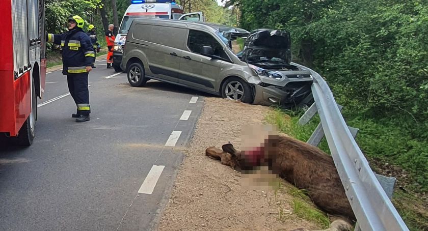 Kierowca w szpitalu po wypadku z łosiem [FOTO]
