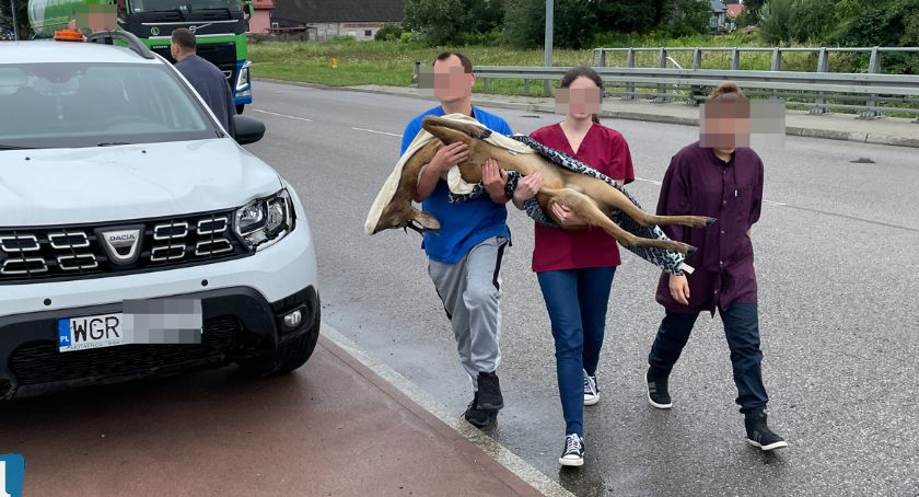 Zderzenie z sarną w Łomży! Zwierzę nie żyje [FOTO]