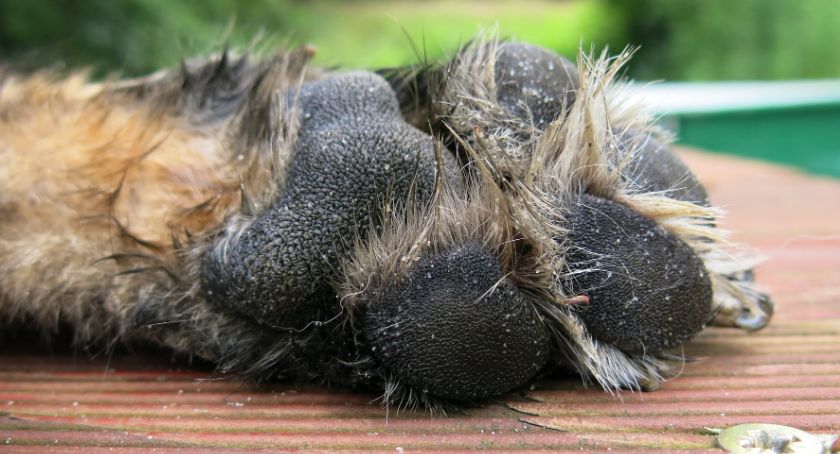 Martwy pies w kontenerze na odzież. Zwierzę miało na szyi zaciśnięty sznur!