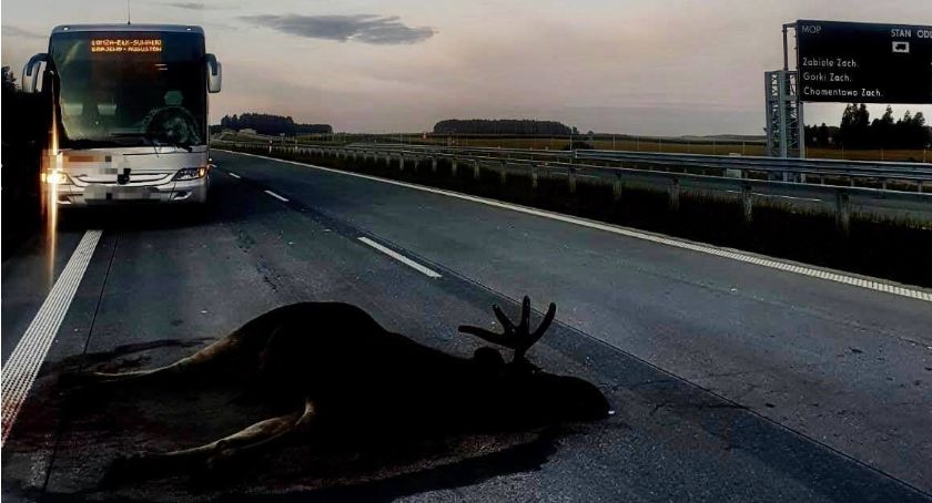 Autokar zderzył się z łosiem