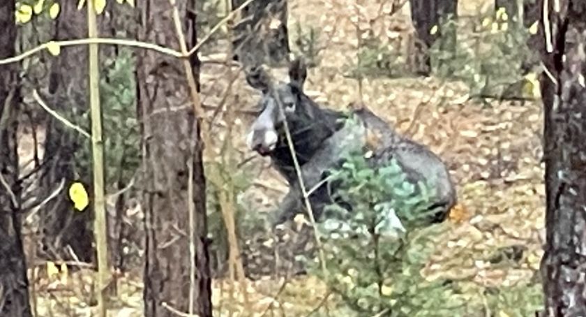 Uwaga na dzikie zwierzęta. Łoś uderzył w bok samochodu [FOTO]