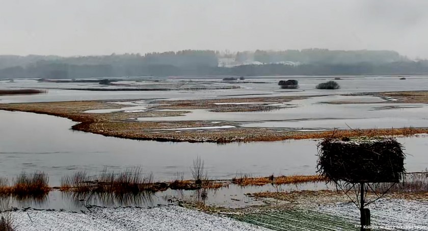 Narew przekroczyła stan ostrzegawczy