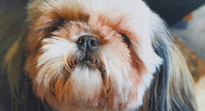 Ukradł psa rasy shih tzu! Teraz grozi mu więzienie
