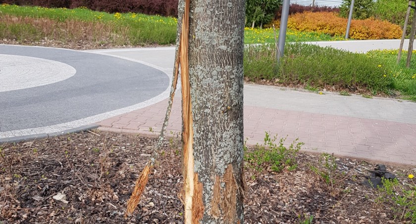 Wandal w Parku Jana Pawła II w Łomży. Okaleczył drzewa! [FOTO]