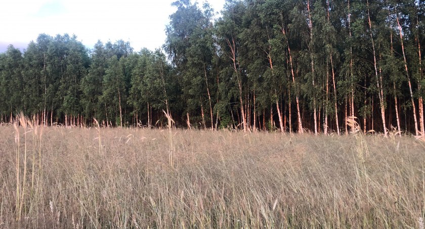 Podlaski Oddział Regionalny ARiMR informuje: od dziś można już składać wnioski o dofinasowanie usług rolniczych i leśnych