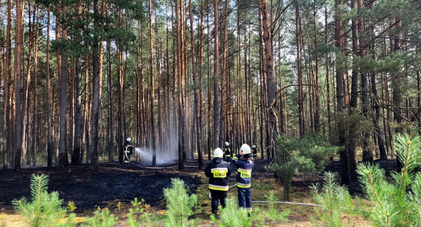 Paliła się ściółka. Zagrożenie pożarowe w lasach [FOTO]