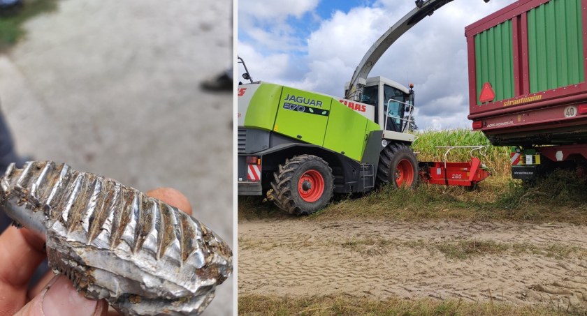 30 tys. zł za wskazanie osoby, która zostawiła pułapkę w kukurydzy [FOTO]