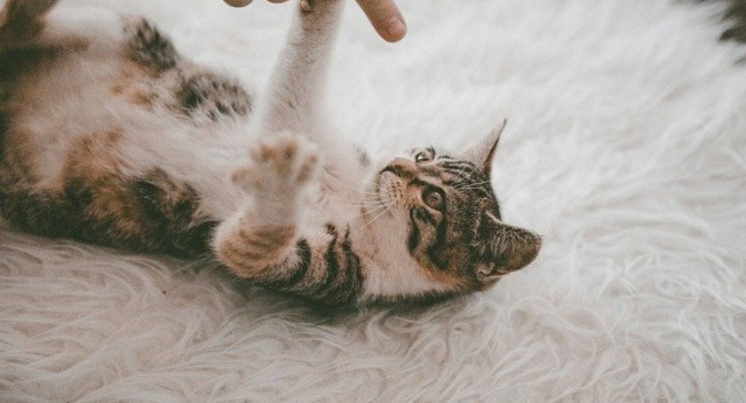 Dywany z długim włosiem – jak je wybrać i jak je czyścić?
