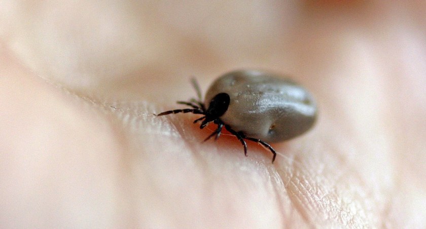 Badanie kliniczne szczepionki przeciwko boreliozie. Poszukiwani są pacjenci