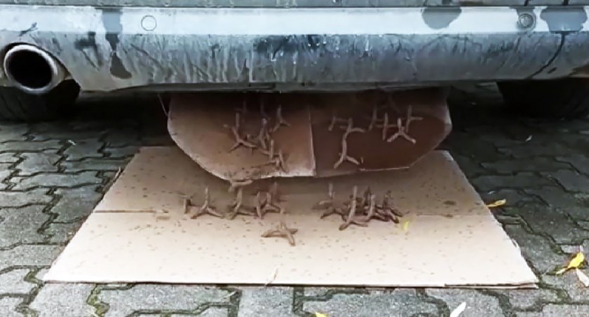 Kontrabanda w samochodzie uzbrojonym w kolce [FOTO, VIDEO]