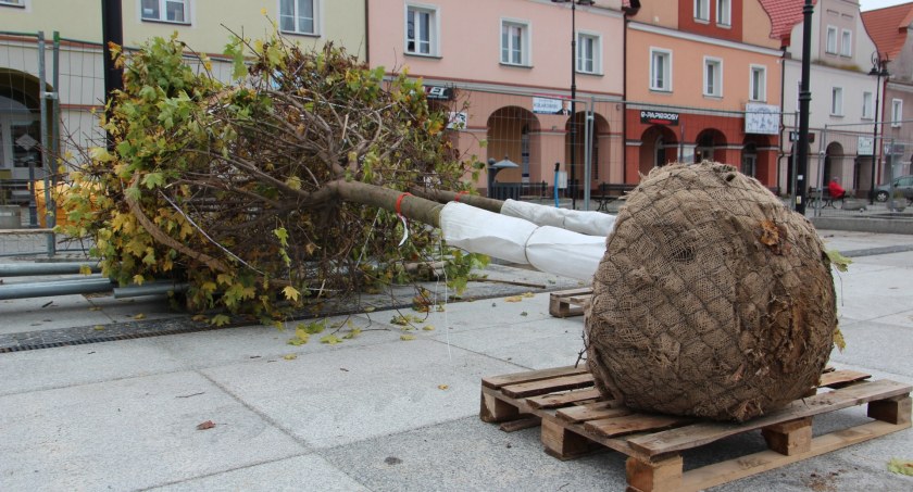 Migracja drzew na Starym Rynku [FOTO]