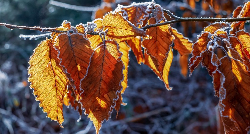 Wraca jesienna pogoda. Prognoza na nowy tydzień