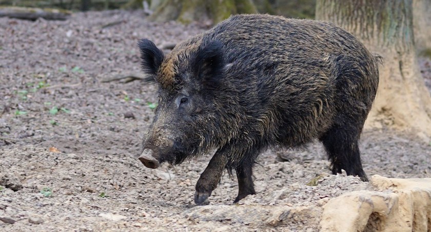 Odstrzał dzików w powiecie łomżyńskim