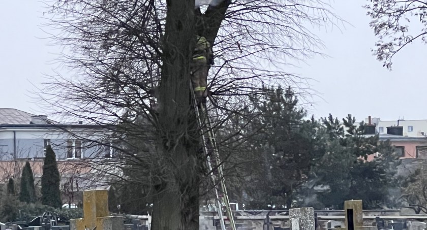 Pożar drzewa na 