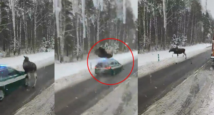 Pancerny łoś. Radiowóz służby celno-skarbowej potrącił zwierzę! [VIDEO]