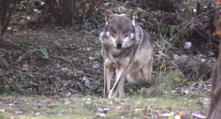 Zderzenie na drodze krajowej nr 8. Kierowca śmiertelnie potrącił wilka