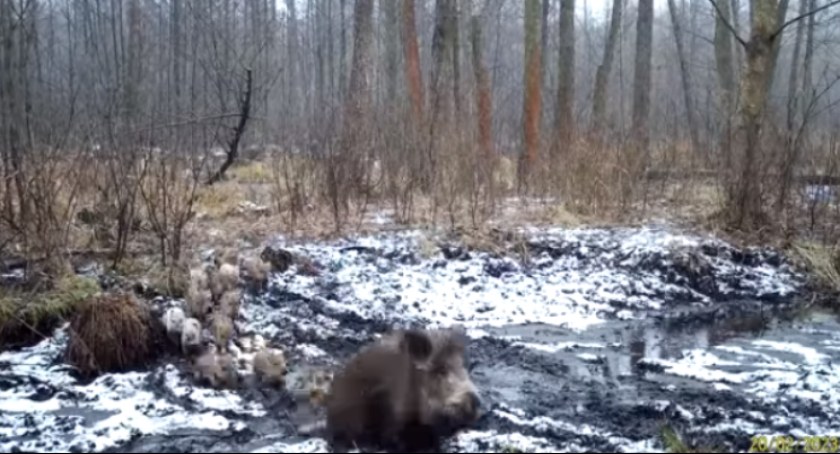 Dalmatyńczyk? Uważaj to może być dzik! [VIDEO]