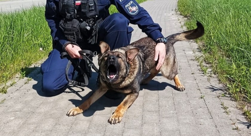 Nowy pies w łomżyńskiej komendzie. To Rufa