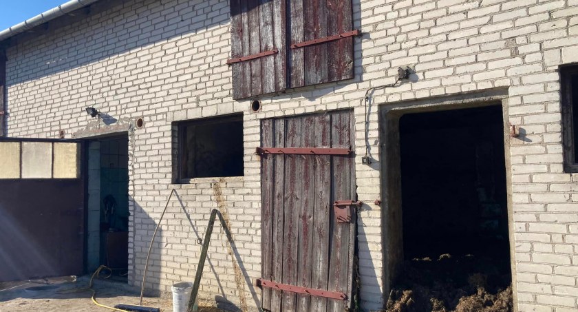 Kilkadziesiąt sztuk padłego bydła w oborze [FOTO]