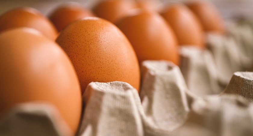 Salmonella na skorupkach jaj