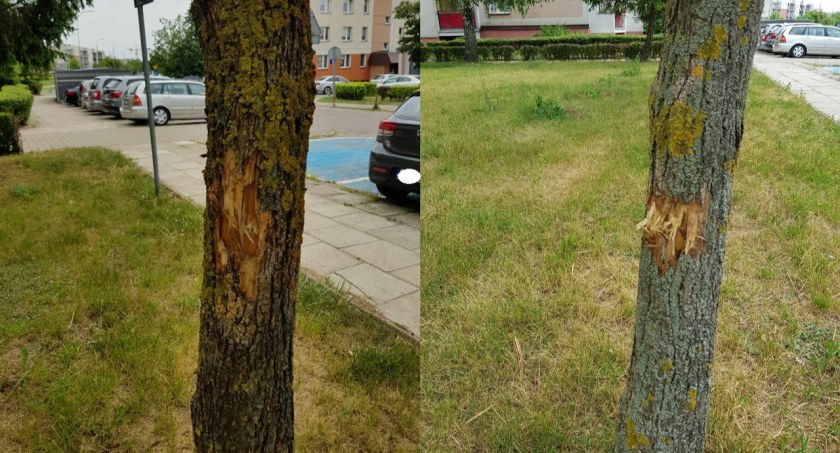 Kto niszczy drzewa w Łomży? [FOTO]