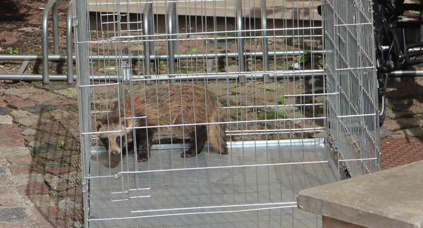 Łomża. Strażacy uratowali uwięzione w studzience kanalizacyjnej zwierzę [FOTO]