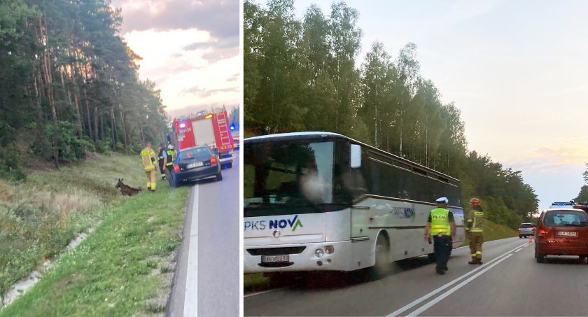Nietypowe Zdarzenie w Zbójnej: Autobus PKS NOVA zderzył się z łosiem