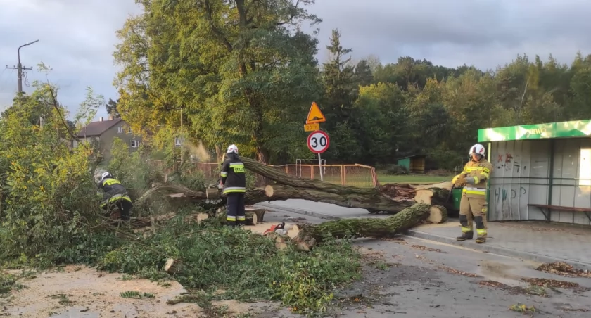 Połamane drzewa i zerwane linie energetyczne - strażacy usuwają skutki silnego wiatru [FOTO]