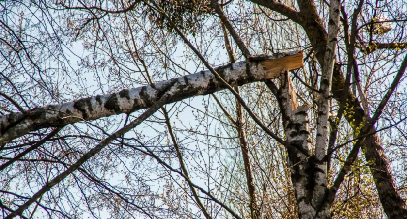 Silny wiatr w regionie. Możliwe przerwy w dostawie prądu