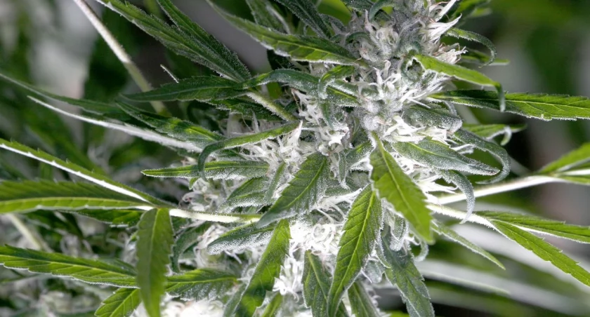 THC – jak długo utrzymuje się w organizmie?