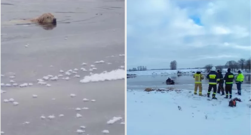 Labrador z Narwi ocalony przez strażaków i Czytelniczkę