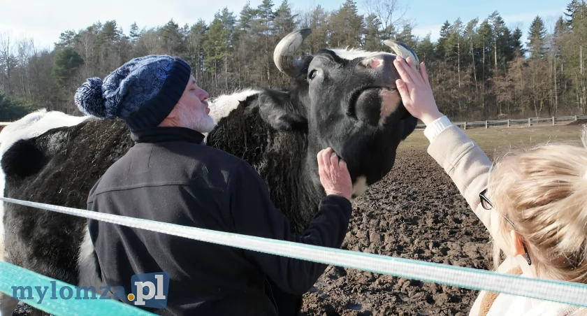 Jak tonowy byk Jurek stał się maskotką azylu dla zwierząt pod Łomżą [VIDEO i FOTO]