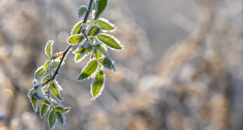 Śnieg, oblodzenie i przymrozki zmierzają do naszego regionu. Nawet -5°C przy gruncie.