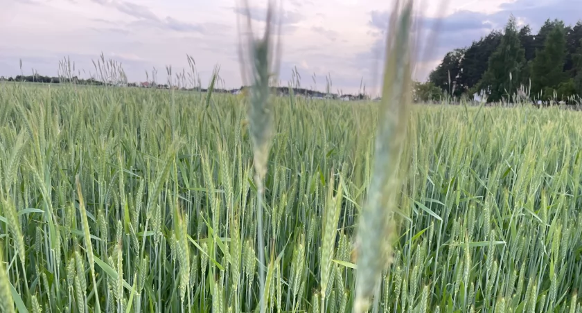 Pomoc dla producentów zbóż! Tylko do 5 czerwca można składać wnioski w Podlaskim Oddziale ARiMR