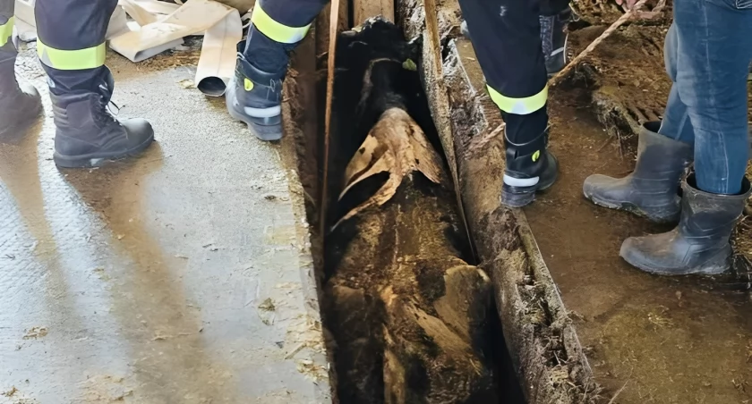 Akcja ratunkowa w Bronowie: trzy krowy uratowane z głębokiego szamba [FOTO]