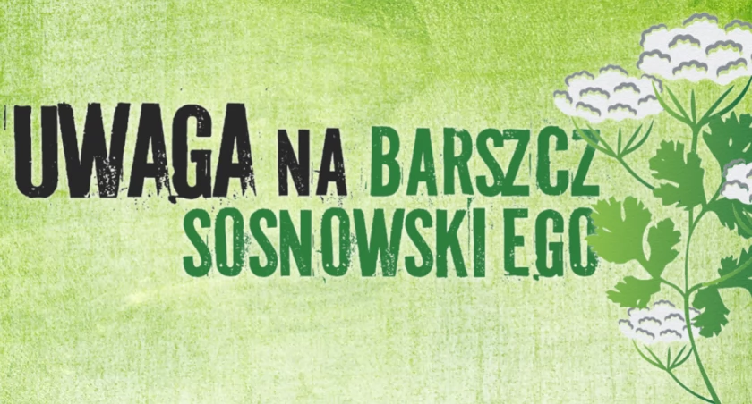 Uważaj na barszcz Sosnowskiego. GIS przestrzega przed niebezpiecznymi roślinami