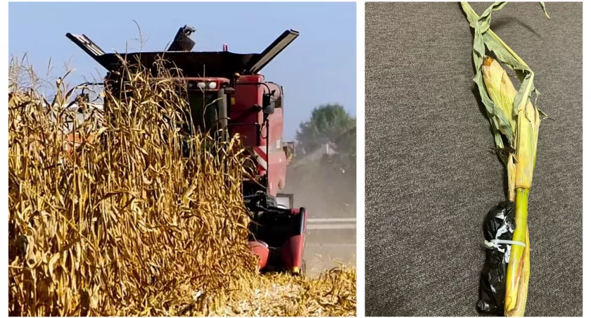 Złote Kolby niszczą maszyny rolników. Niebezpieczne pułapki w kukurydzy 